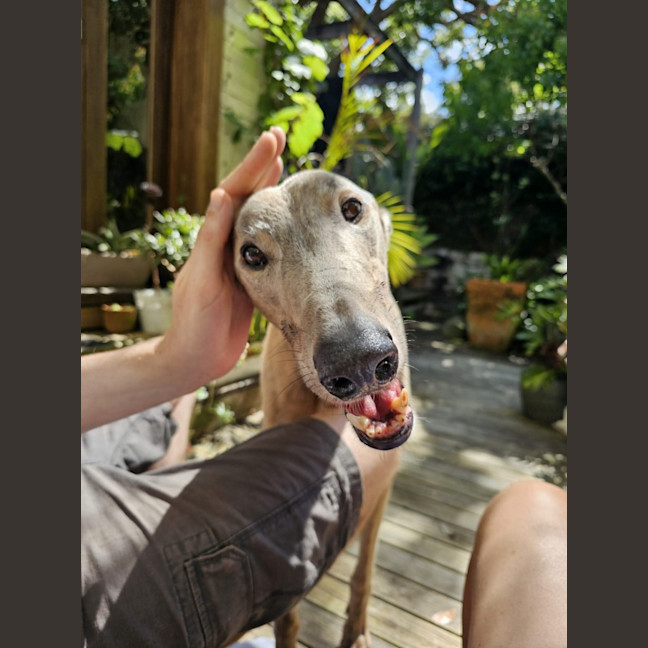Photo of Ace, The Greyhound 