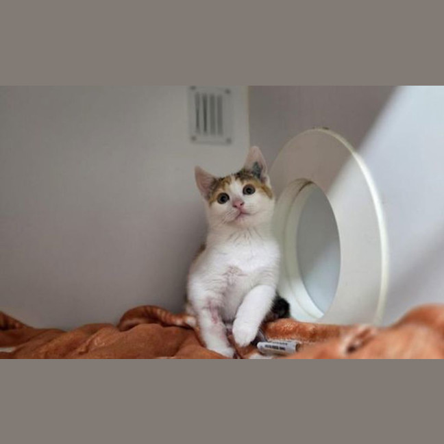 Photo of Rotelle