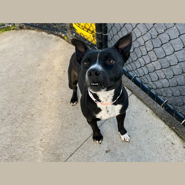 Photo of Rain Imp 1080