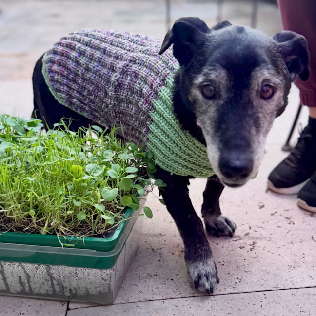 Photo of Gentle Senior Baloo 