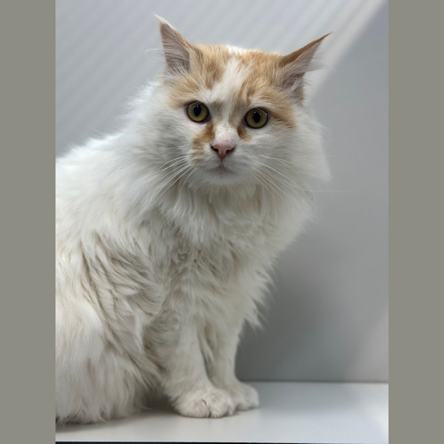 Photo of Peaches