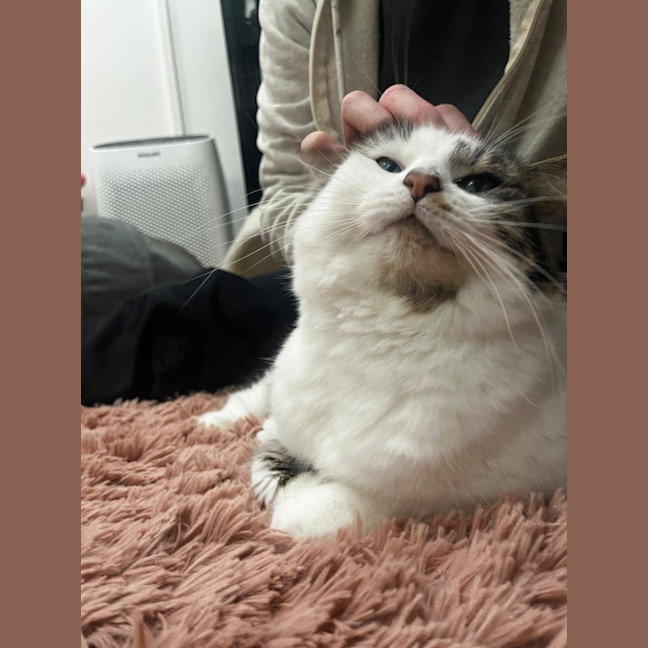 Photo of Luna