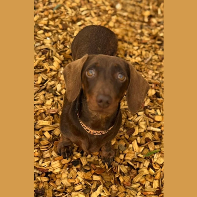 Photo of Penny