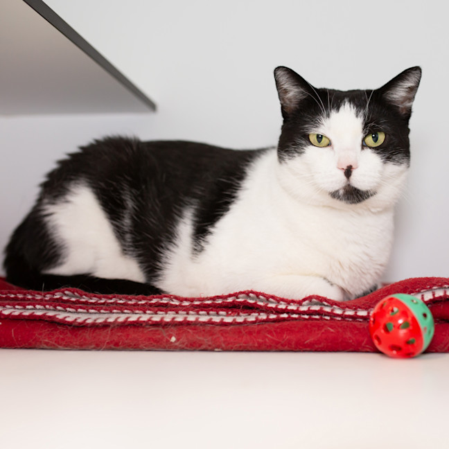 Photo of Missy