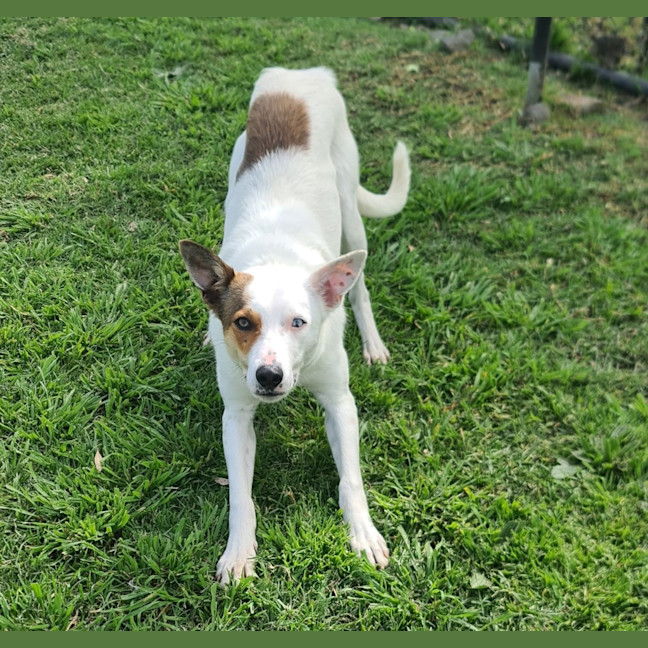 Photo of Bolt