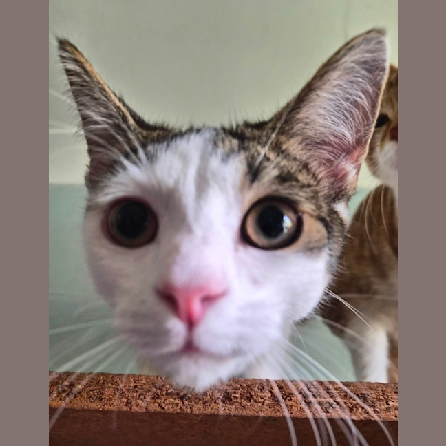 Photo of Whiskers