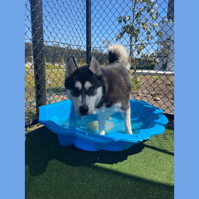 Photo of Charlotte Imp 1544