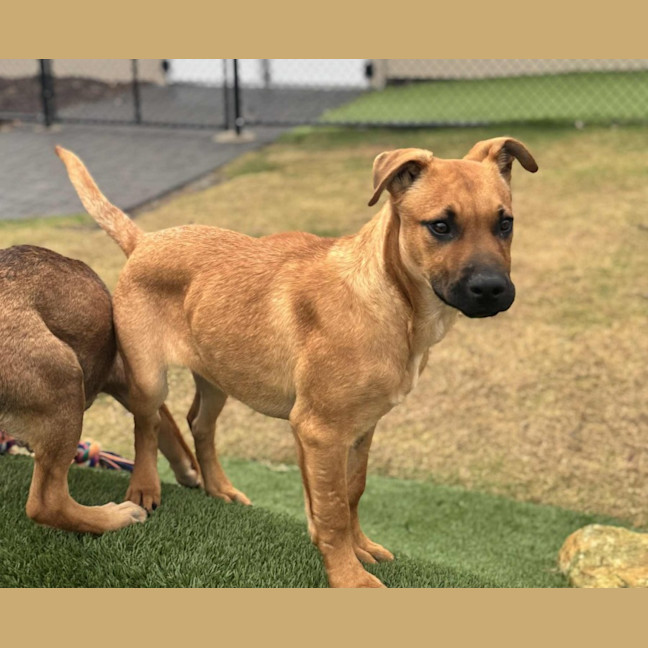 Photo of Shelly   5 Month Old Ridgeback X