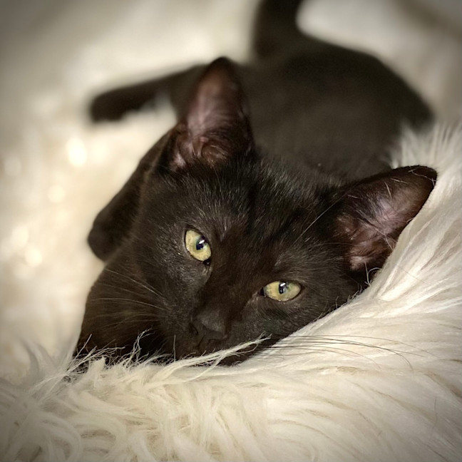 Photo of Jinx