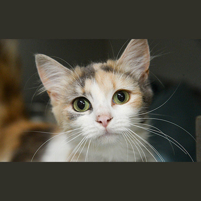 Photo of Cattywampus