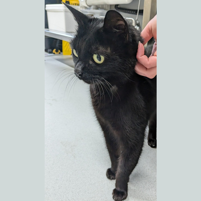 Photo of 🎀 Minka 5426 🎀