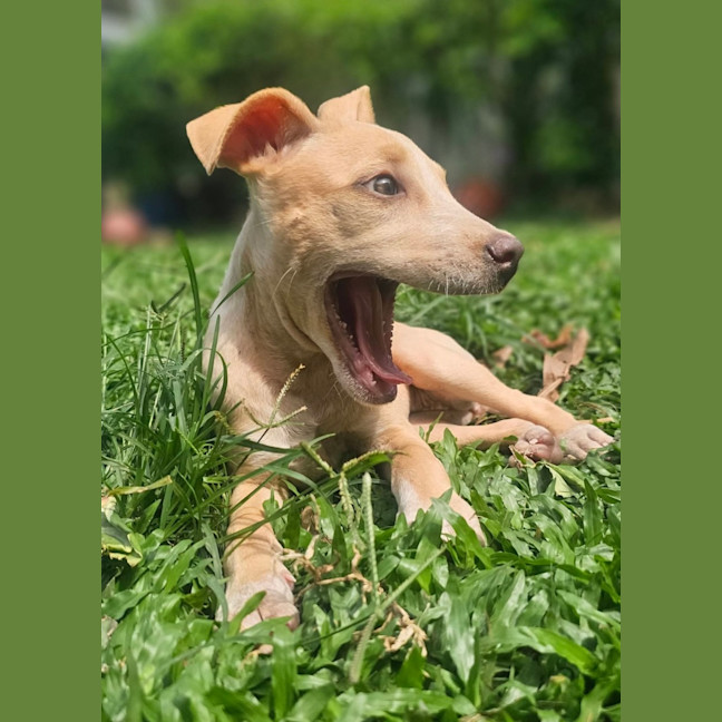 Photo of Shelby