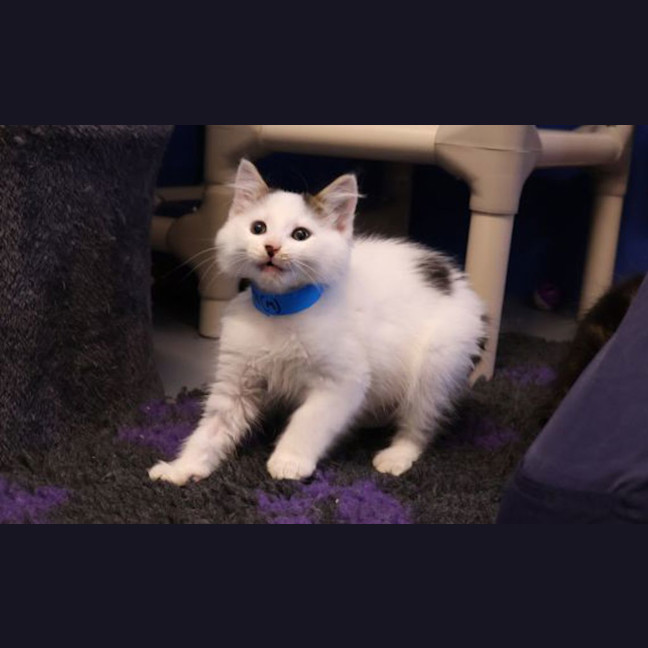 Photo of Pippin