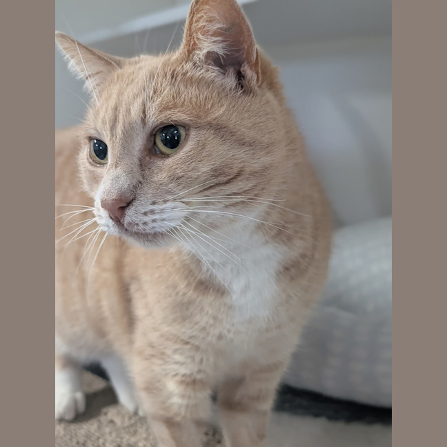 Photo of Sheeran