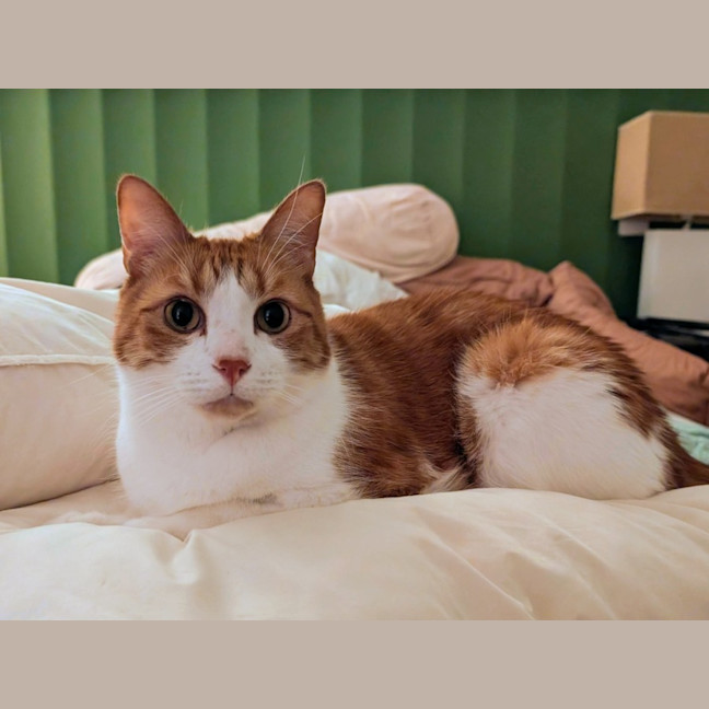 Photo of Gingie   In Foster Care In Brunswick East