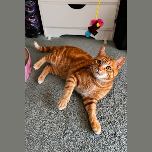 Photo of Cordelia