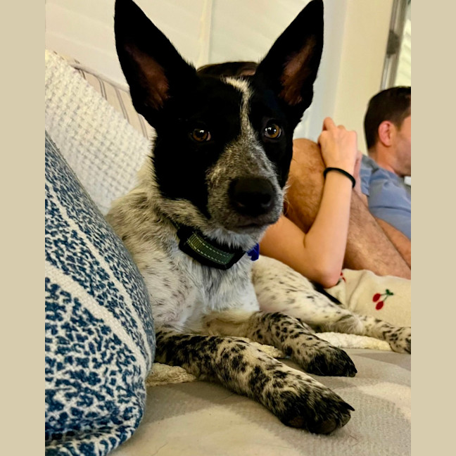 Photo of Missy   1 Year Old Cattle Dog X