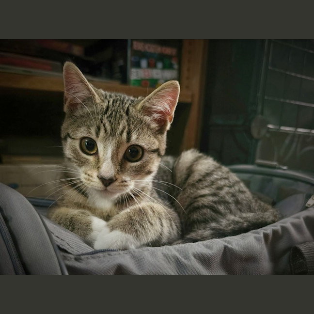 Photo of Cookie