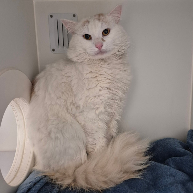 Photo of Knuckles