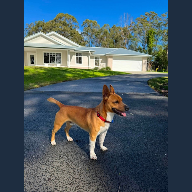 Photo of Tonka
