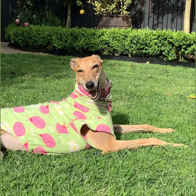 Photo of Ivy