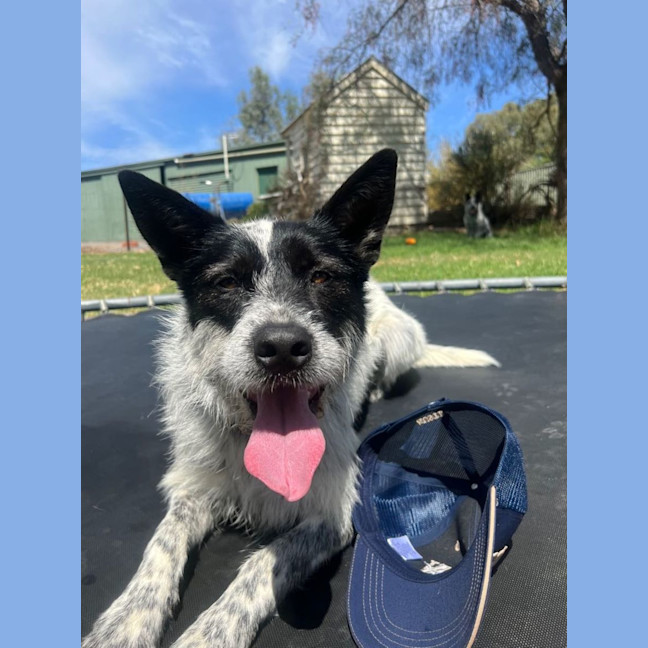 Photo of Benji And Stitch