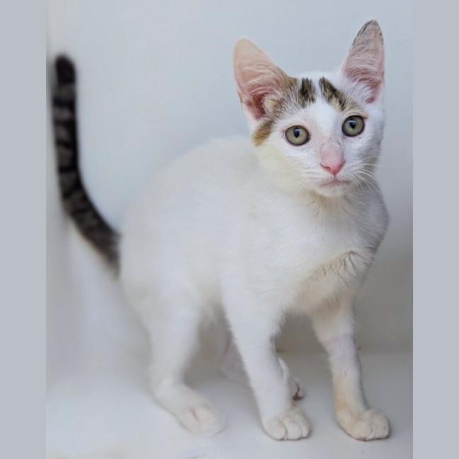 Photo of Cookie