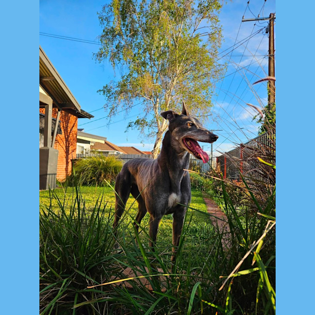 Photo of Flame