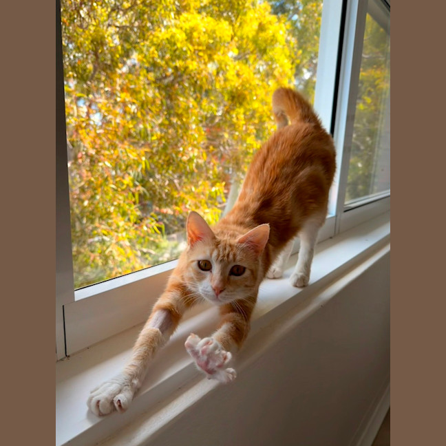 Photo of Mimosa