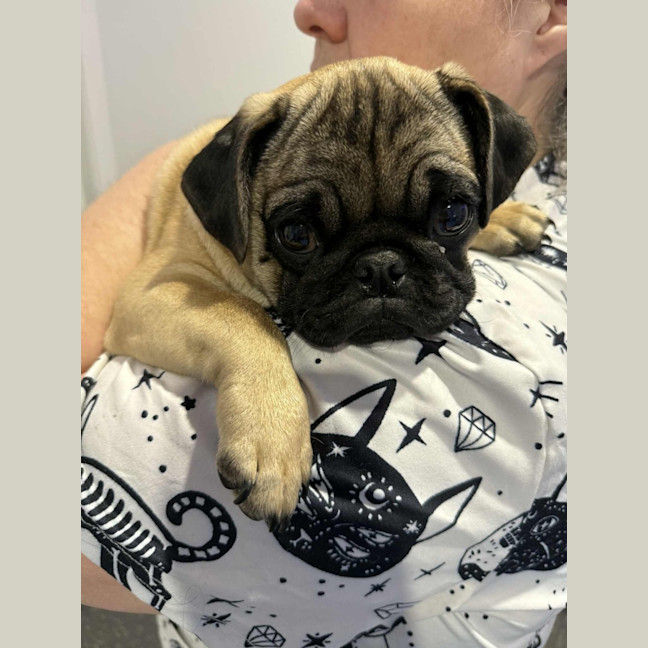 Photo of Rocco 