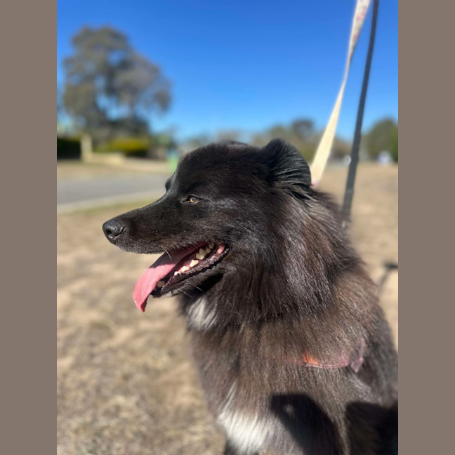 Photo of 👛 Fawn 6087 👛