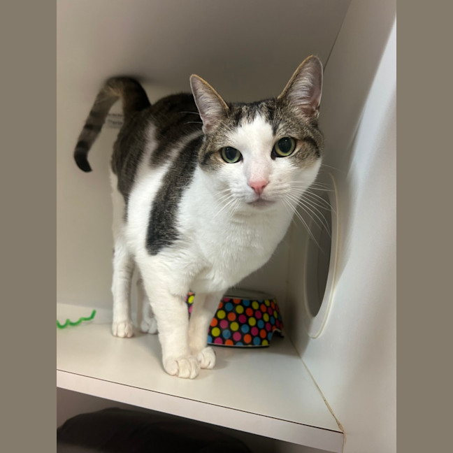 Photo of Houdini