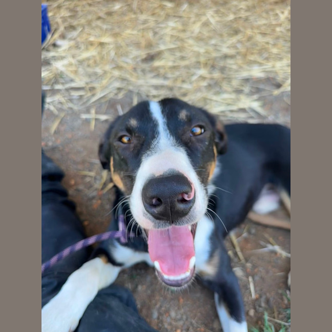 Photo of Chief