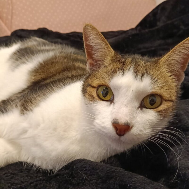 Photo of Tippy