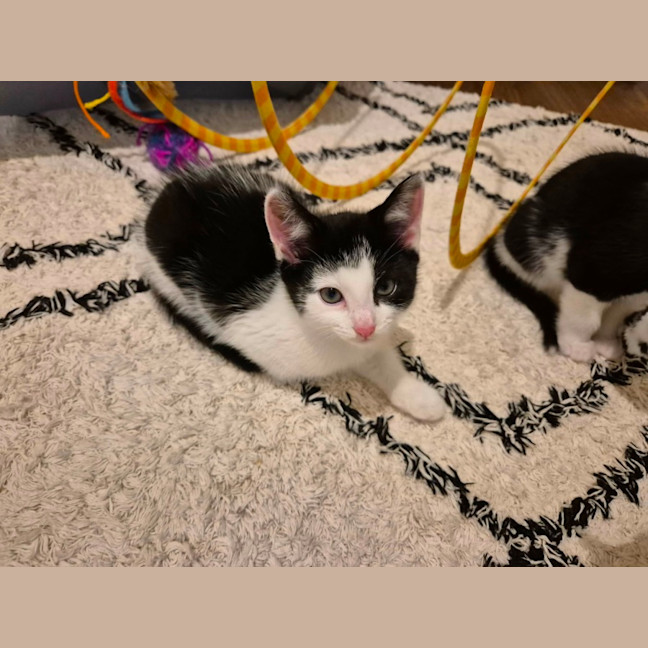 Photo of Penelope Meet Me@Petstock Carrum Downs