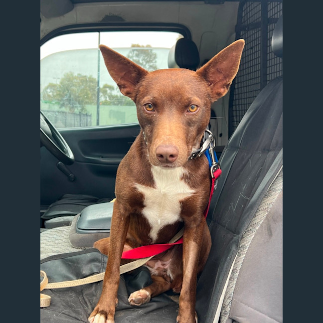 Photo of Cinnamon