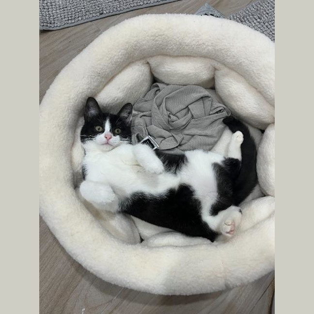 Photo of Panda