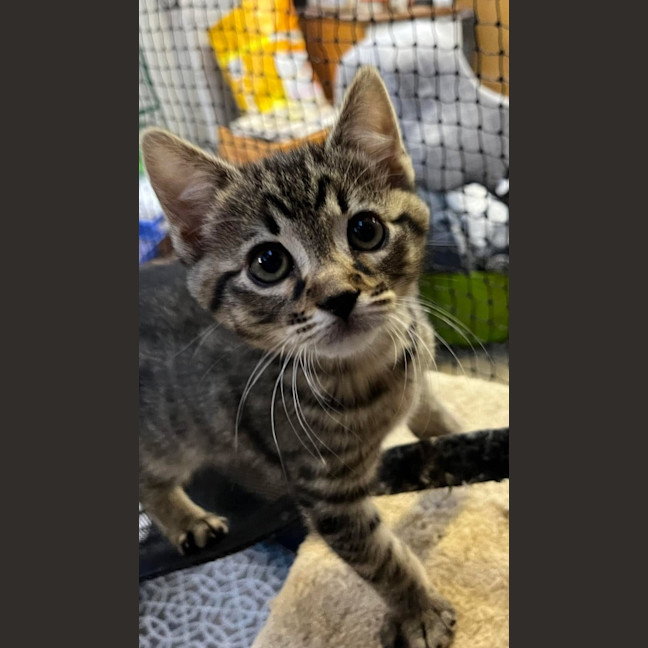 Photo of Hercules
