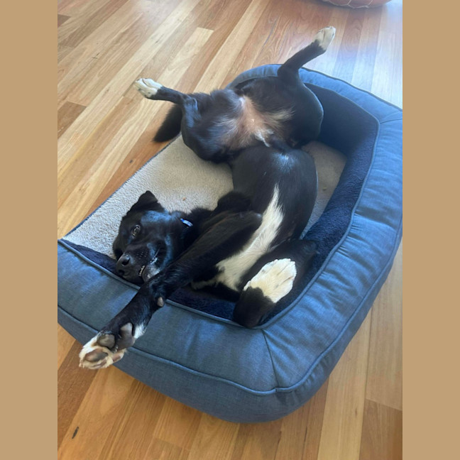 Photo of Mochi   1 Year Old Labrador Kelpie X