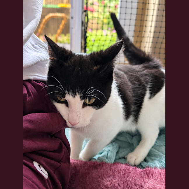 Photo of Pumpkin