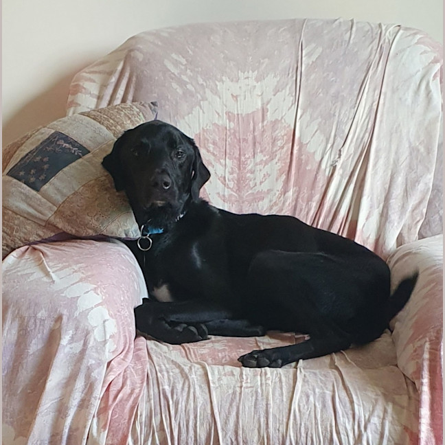 Photo of Beau 