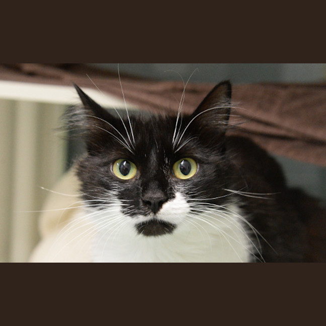 Photo of Violet