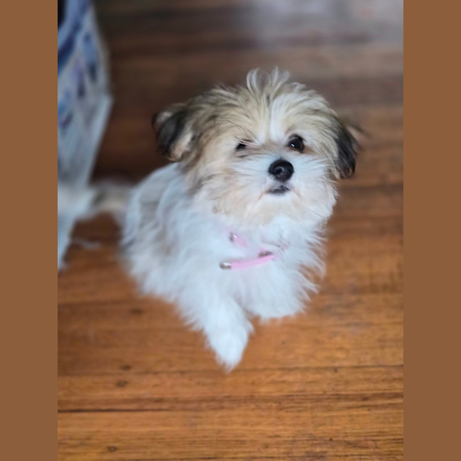 Photo of Armani Cherry Blossom