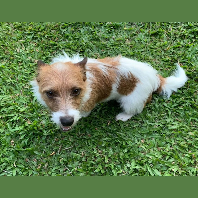 Photo of Scruffy