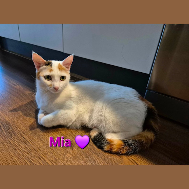 Photo of Mia Meet Me@Petstock Keysborough Store 