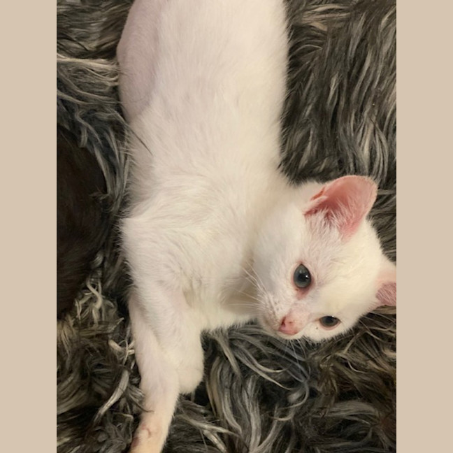 Photo of Peanut Butter