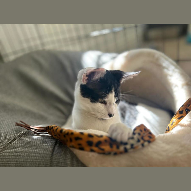 Photo of Sweetie