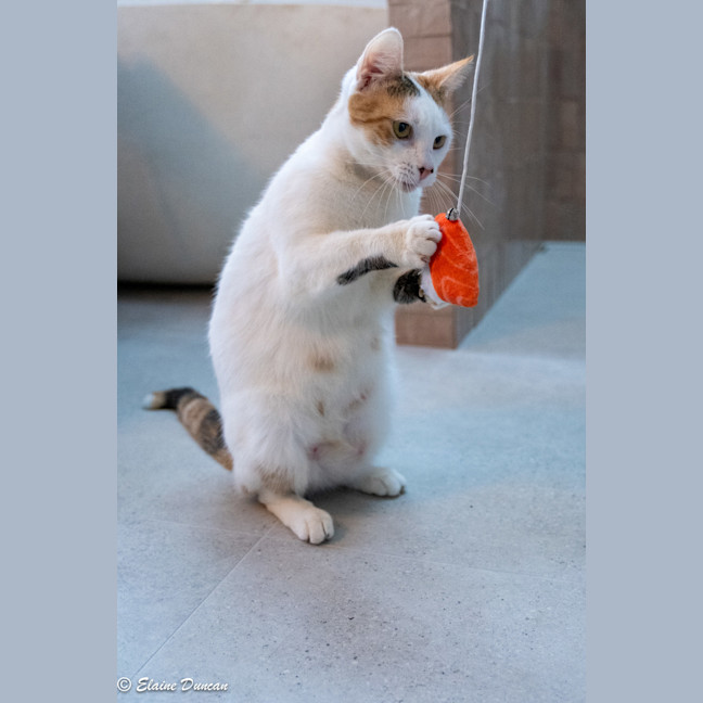 Photo of Pancake