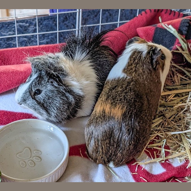 Photo of Scruffy / Chip