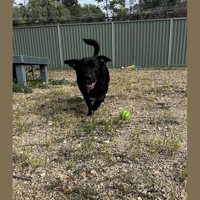 Photo of Bear